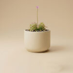 A hero picture of Drosera Spatula carnivorous plant