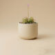 A hero picture of Drosera Spatula carnivorous plant