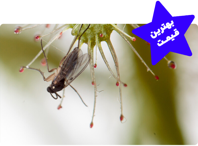 Drosera Spatula caught insect with best price